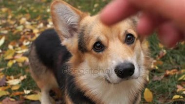 Galce Corgi Pembroke komutları 