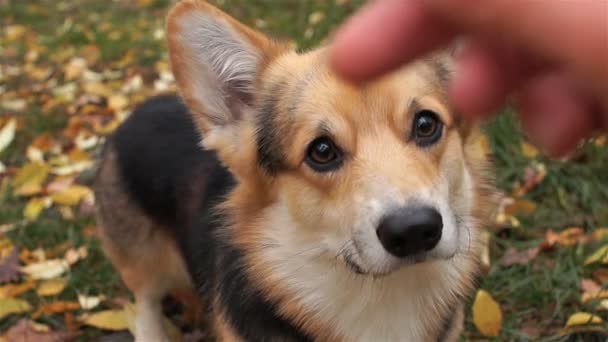 Валлиец Корги Пемброк исполняет команды "Delicacy on the nose". Собака на прогулке с хозяйкой в красивом осеннем лесу . — стоковое видео