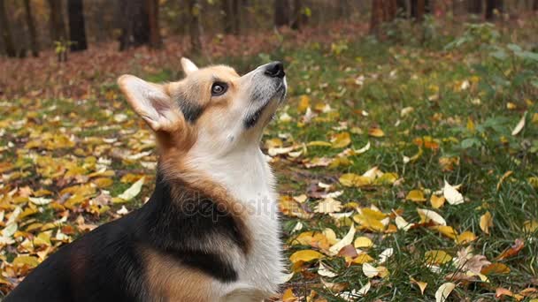 Welsh Corgi Pembroke utför kommandona ”delikatess på näsan”. En hund på en promenad med sin värdinna i en vacker höst skog. — Stockvideo