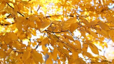 Laatste Stralen Van Warme Zon Natte Gevallen Herfstbladeren Worden ... Laatste Stralen Van Warme Zon Natte Gevallen Herfstbladeren Worden ...