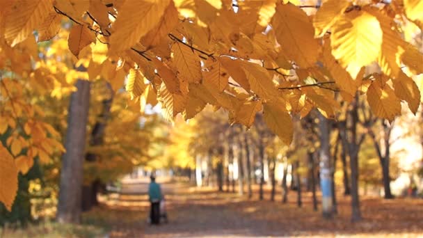 Menschen gehen in der Parkallee spazieren. Herbst, schöne Zeit. — Stockvideo