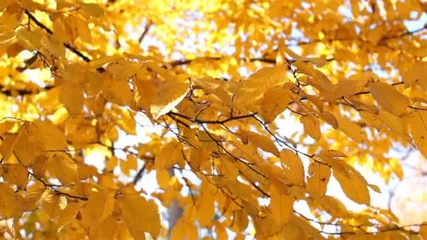 Желтые осенние листья освещаются солнцем. Красивый осенний фон . — стоковое видео