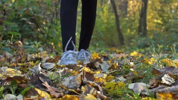 Una mujer camina por el bosque, admira las hojas amarillas de otoño y recoge un ramo de ellas . — Vídeos de Stock