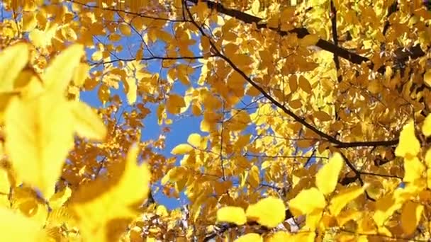 黄色の紅葉が太陽の光で照らされます。美しい秋の背景. — ストック動画