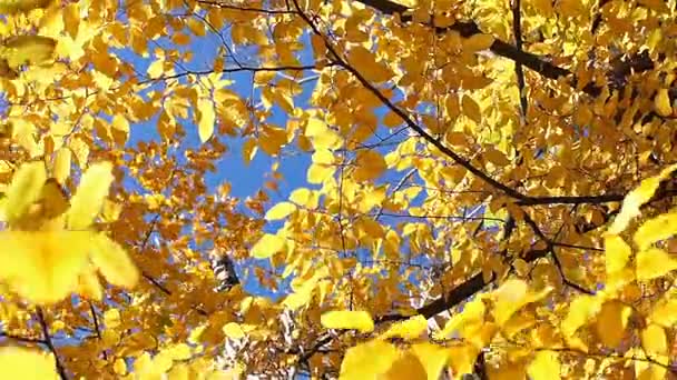 Yellow autumn leaves are illuminated by the sun. Beautiful autumn background. — Stock Video