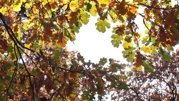 Via de eiken herfstbladeren is de zon zichtbaar. Mooie herfst achtergrond. — Stockvideo