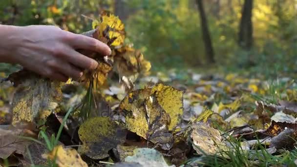 Egy nő sétál az erdőben, csodálja a sárga őszi levelek és egy csokor gyűjt őket. — Stock videók