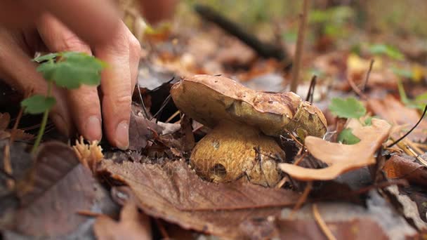Грибной сезон. Золотая осень. Женщина-собиратель находит грибы в желтых опавших листьях . — стоковое видео