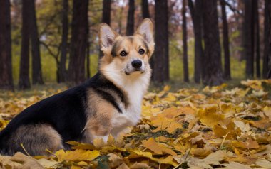 Güzel bir sonbahar ormanda bir yürüyüşe köpek doğurmak Galce Corgi Pembroke.