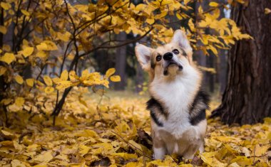 Güzel bir sonbahar ormanda bir yürüyüşe köpek doğurmak Galce Corgi Pembroke.