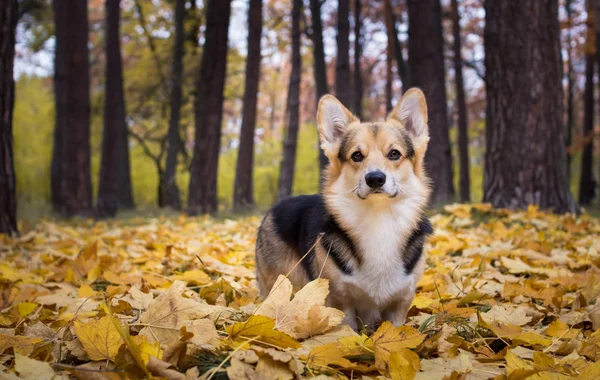 Cría de perros Galés Corgi Pembroke en un paseo en un hermoso bosque de otoño . —  Fotos de Stock