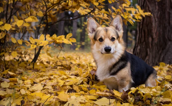 美しい秋の森での散歩に犬ウェルシュ ・ コーギー ・ ペンブローク. — ストック写真