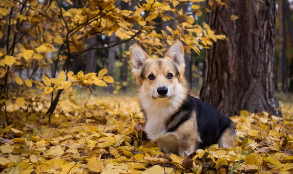 美しい秋の森での散歩に犬ウェルシュ ・ コーギー ・ ペンブローク. — ストック写真
