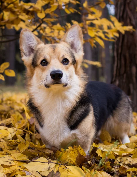 Cane razza gallese Corgi Pembroke in una passeggiata in una bella foresta autunnale . — Foto Stock