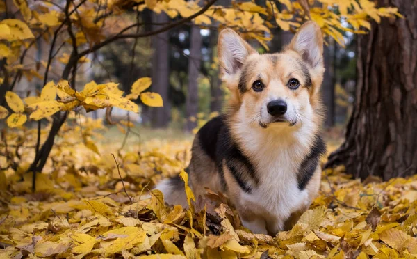 Cría de perros Galés Corgi Pembroke en un paseo en un hermoso bosque de otoño . —  Fotos de Stock