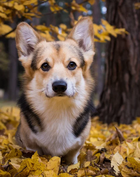 Dog breed Welsh Corgi Pembroke on a walk in a beautiful autumn forest. — Stock Photo, Image