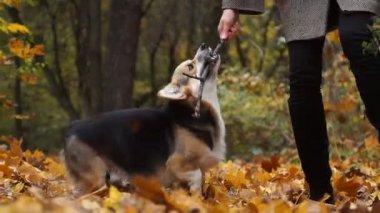 Galce Corgi Pembroke, doğada, neşe çalışır, yakalar ve bir sopa kemiren, hostes ile oynuyor. Bir köpek bir yürüyüş ile güzel bir sonbahar ormandaki hostes.