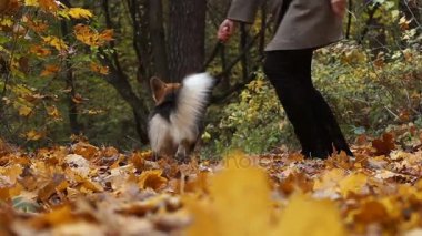 Galce Corgi Pembroke, doğada, neşe çalışır, yakalar ve bir sopa kemiren, hostes ile oynuyor. Bir köpek bir yürüyüş ile güzel bir sonbahar ormandaki hostes.