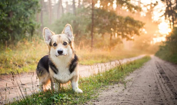 朝。霧。美しい森へ散歩に犬の品種ウェルシュ ・ コーギー ・ ペンブローク. — ストック写真