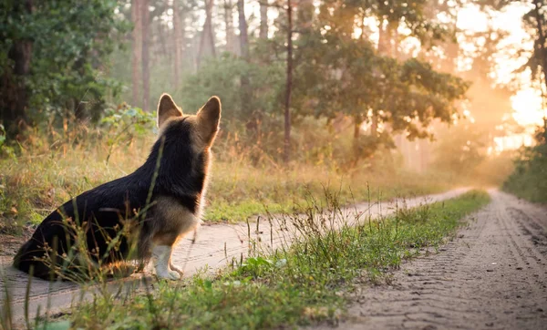 Reggel. Köd. Kutya tenyészt Welsh corgi pembroke, a gyönyörű erdőben sétálni. — Stock Fotó