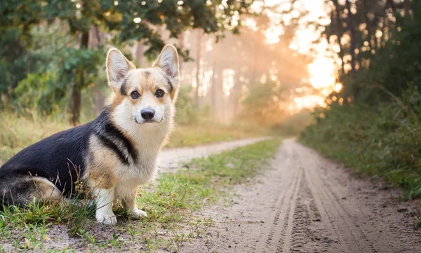 Morning. Fog. Dog breed Welsh corgi pembroke for a walk in the beautiful forest. — Stock Photo, Image