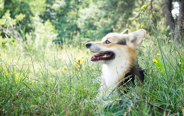 Buongiorno. Nebbia. Cane razza gallese corgi pembroke per una passeggiata nella bellissima foresta . — Foto Stock