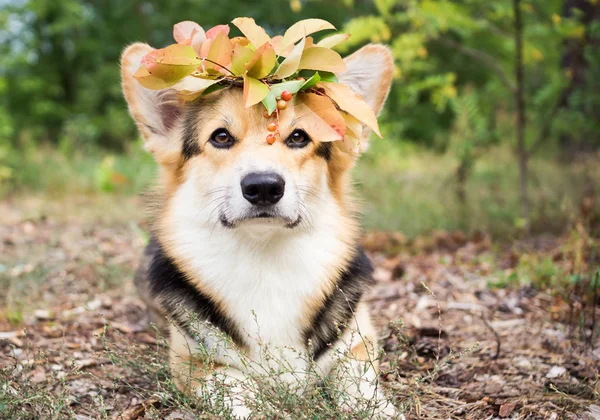 秋の森の中を歩くのウェルシュ ・ コーギー ・ ペンブローク品種の犬。秋の葉の花輪の犬. — ストック写真