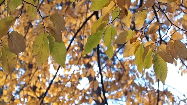 黄色の紅葉が太陽の光で照らされます。美しい秋の背景. — ストック動画