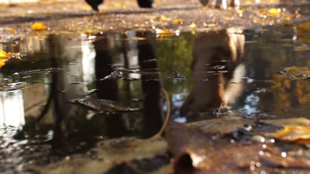 Reflexión en un charco. El perro pasea con la anfitriona por la calle . — Vídeos de Stock