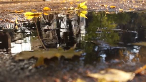 Réflexion dans une flaque. Un cycliste parcourt une rue de la ville, reflétée dans une flaque d'eau. Vue du bas . — Video