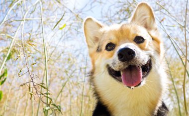 Mutlu ve aktif safkan Galce Corgi köpek açık havada gün güneşli yaz çiçek.