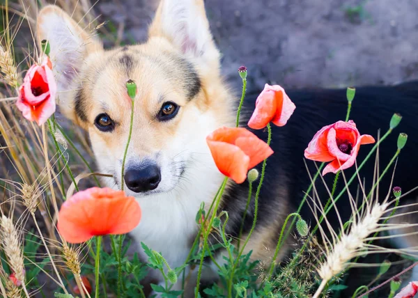 Feliz y activo perro de pura raza galés Corgi al aire libre en las flores en un día soleado de verano . —  Fotos de Stock