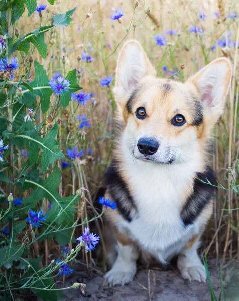 Happy and active purebred Welsh Corgi dog outdoors in the flowers on a sunny summer day. — Stock Photo, Image