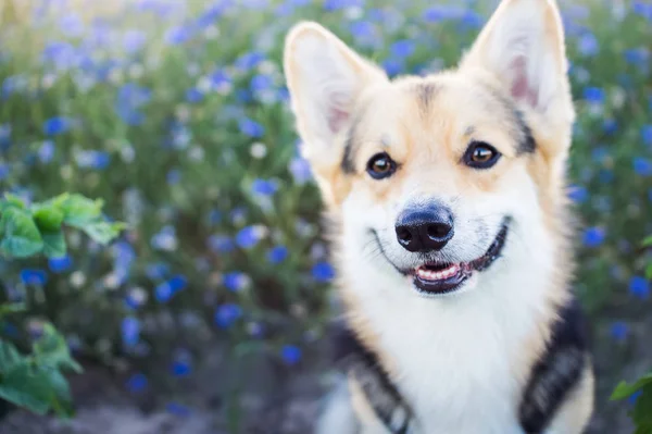 Feliz y activo perro de pura raza galés Corgi al aire libre en las flores en un día soleado de verano . —  Fotos de Stock