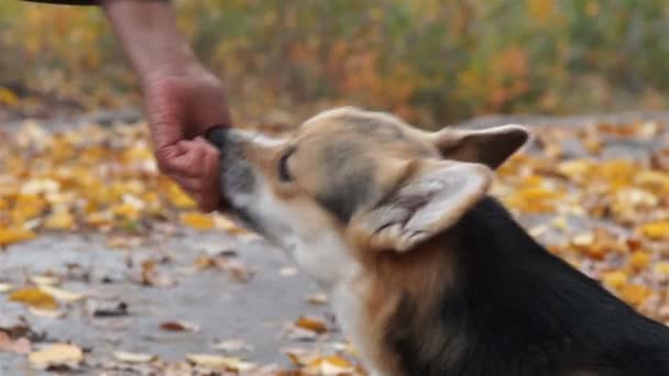 Een hond Welsh Corgi Pembroke eet diervoeders uit de handen van zijn gastvrouw. — Stockvideo
