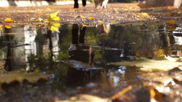 Reflection in a puddle. The dog walks with the hostess down the street. — Stock Video