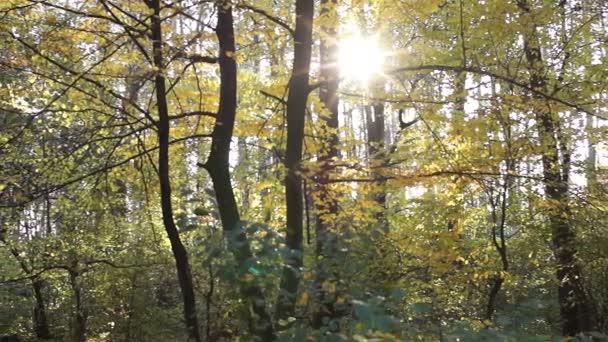 Sonbahar akşam. Güzel manzara. Ağaçların arasından güneş parlıyor. — Stok video