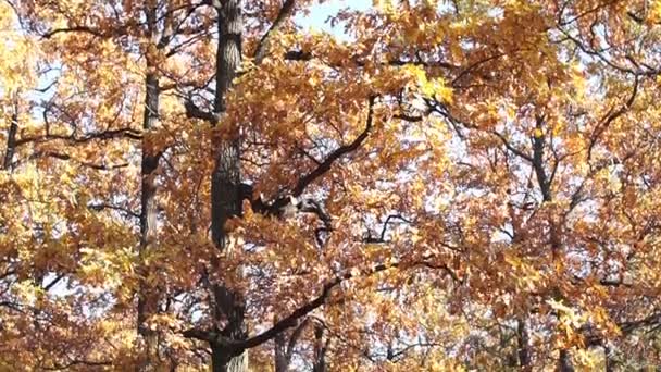 Herfst landschap. Oak Grove. Mooie herfst. Listopad. Panorama. — Stockvideo