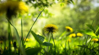 Sarı dandelions yakın çekim. Bahar güneşli arka plan, duvar kağıtları.