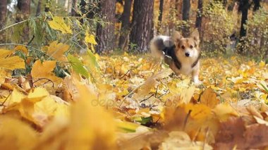 Güzel bir sonbahar ormanda bir yürüyüşe köpek doğurmak Galce Corgi Pembroke.