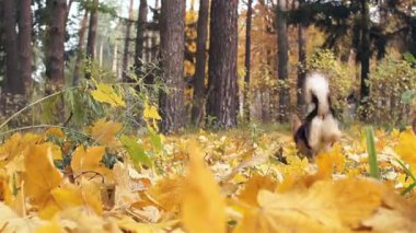 Çekim hız. Köpek yaprakları koklama ormanın sonbahar çalışır.