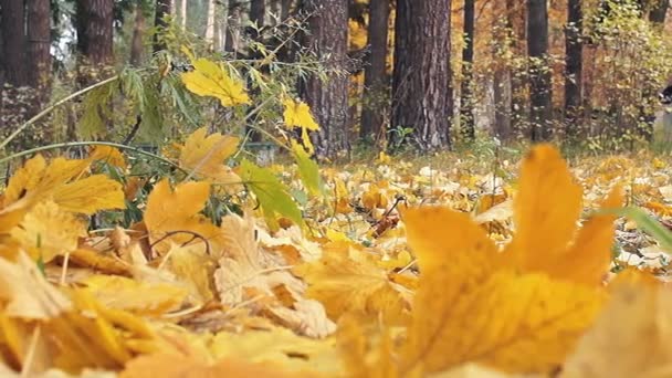 Una mujer y su perro están paseando en el bosque de otoño . — Vídeo de stock