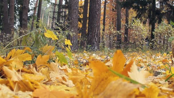 Una mujer y su perro están paseando en el bosque de otoño. Dog Welsh Corgi Pembroke realiza el equipo y hace los trucos . — Vídeo de stock