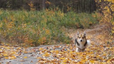 Güzel bir sonbahar ormanda bir yürüyüşe köpek doğurmak Galce Corgi Pembroke.