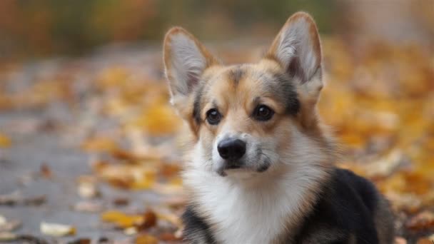 Hund rasen Welsh Corgi Pembroke på en promenad i en vacker höst skog. — Stockvideo