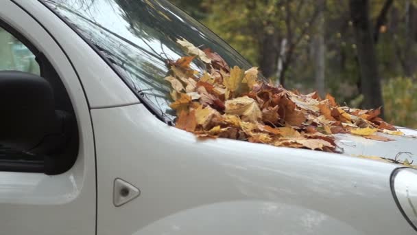 Hojas amarillas otoñales en el parabrisas del coche. Panorama . — Vídeo de stock