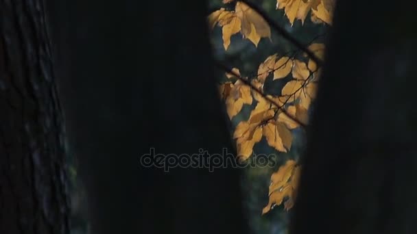 Las hojas amarillas de otoño están iluminadas por el sol. Hermoso fondo de otoño . — Vídeos de Stock