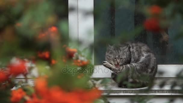 El gato se sienta en el alféizar de la ventana . — Vídeos de Stock