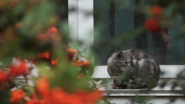 De kat zit buiten op de vensterbank. De kat wordt gezien in de kloof tussen de takken van de mountain-ash. — Stockvideo