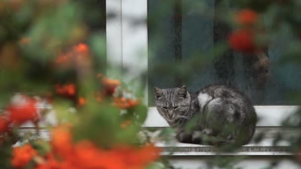 Il gatto si addormenta fuori sul davanzale della finestra. Il gatto è visto nello spazio tra i rami della cenere di montagna . — Video Stock